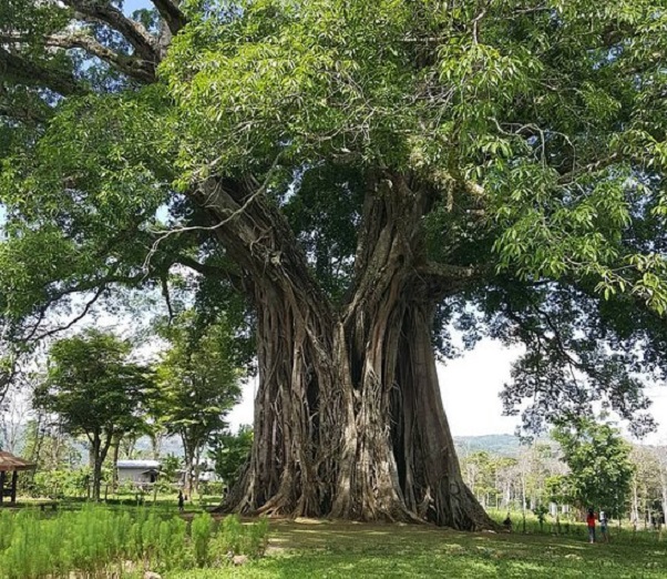 Trolls Holiday Balete Giant Tree in Canlaon City