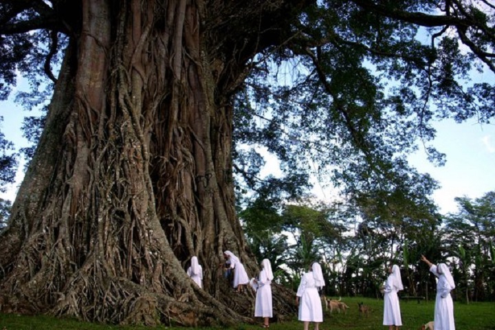 White ladies climbing and standing near the Giant Balete Tree in Canlaon City, Negros